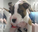 Small American Pit Bull Terrier Mix