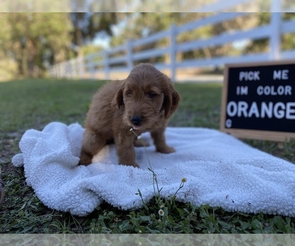 Medium Photo #4 Golden Retriever-Poodle (Toy) Mix Puppy For Sale in LITHIA, FL, USA