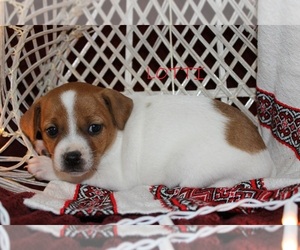 Jack Russell Terrier Dog for Adoption in HOPKINSVILLE, Kentucky USA