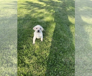 Labrador Retriever Puppy for sale in BREMEN, MN, USA