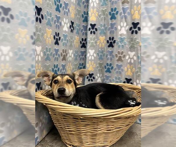 Medium Photo #1 German Shepherd Dog-Unknown Mix Puppy For Sale in Rosenberg, TX, USA