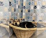 Small German Shepherd Dog Mix