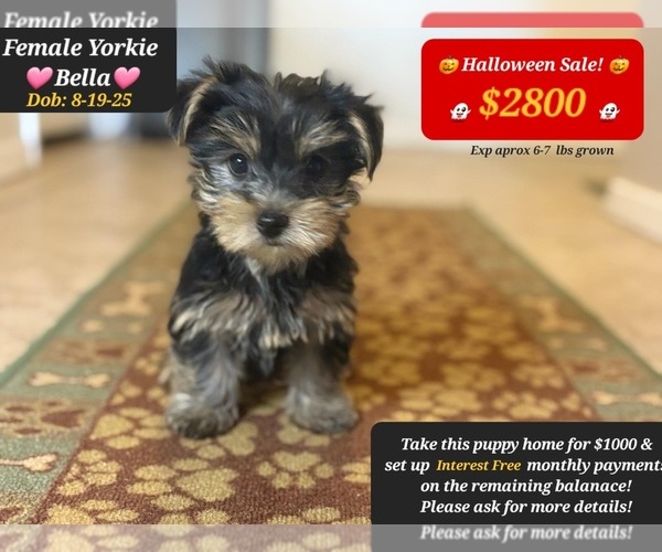 Medium Photo #1 Yorkshire Terrier Puppy For Sale in TUCSON, AZ, USA