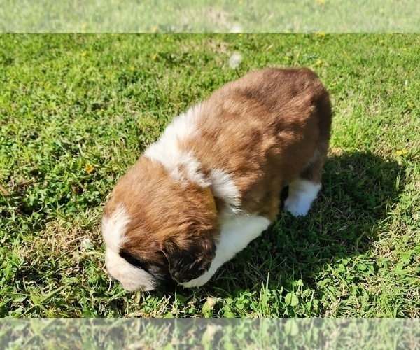 Medium Photo #43 Saint Bernard Puppy For Sale in TURLOCK, CA, USA