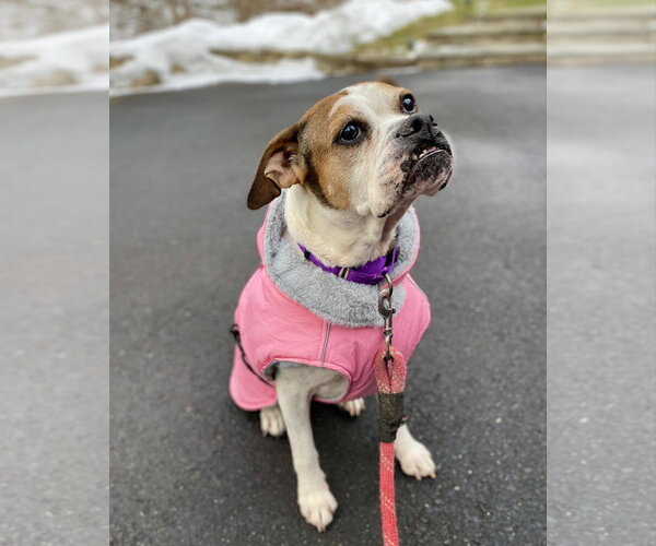 Medium Photo #3 Boxer Puppy For Sale in Dumont, NJ, USA