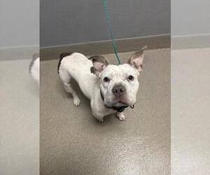 Mutt Dogs for adoption in Las Vegas, NV, USA