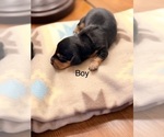 Small #4 Dachshund