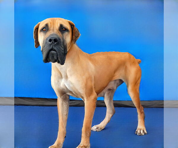 Medium Photo #2 Dogue de Bordeaux-Unknown Mix Puppy For Sale in Pasadena, CA, USA