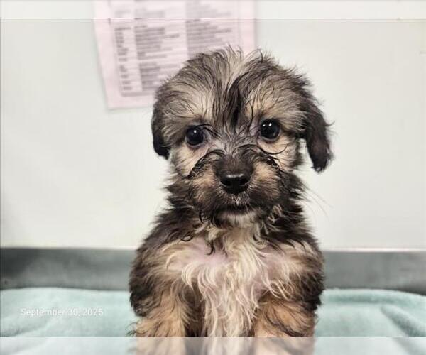 Medium Photo #1 Poodle (Miniature)-Unknown Mix Puppy For Sale in Santa Cruz, CA, USA