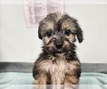 Small Poodle (Miniature) Mix
