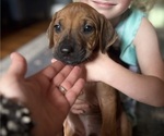 Small #11 Rhodesian Ridgeback