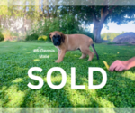 Small Photo #21 American Mastiff-Saint Bernard Mix Puppy For Sale in HATCH, NM, USA