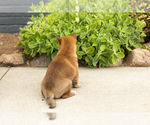 Small Photo #15 Shiba Inu Puppy For Sale in MILLERSBURG, IN, USA