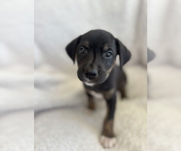 Medium Photo #2 Boxador Puppy For Sale in Boston, MA, USA