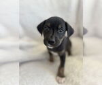 Small #1 Boxador
