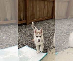 Siberian Husky Puppy for sale in BOTHELL, WA, USA