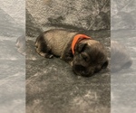 Puppy 2 Schnauzer (Miniature)