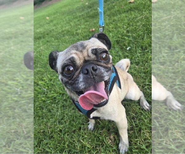 Medium Photo #5 Pug Puppy For Sale in San Diego, CA, USA