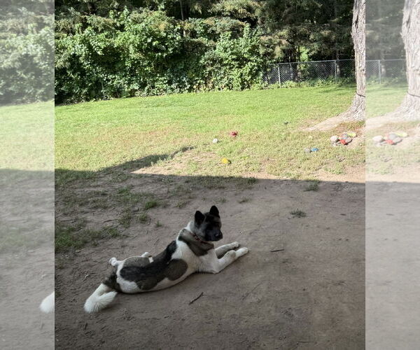 Medium Photo #13 Akita-Unknown Mix Puppy For Sale in Princeton, MN, USA
