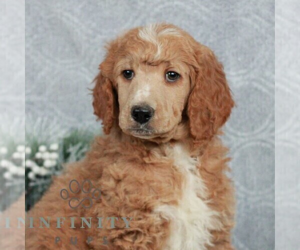 Medium Photo #1 Poodle (Standard) Puppy For Sale in LANCASTER, PA, USA