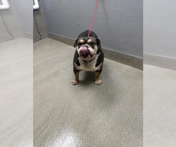 Medium Photo #1 Bulldog-Unknown Mix Puppy For Sale in Las Vegas, NV, USA