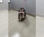 Small Bulldog Mix