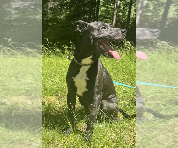 Medium Photo #3 Labrador Retriever-Unknown Mix Puppy For Sale in Candler, NC, USA