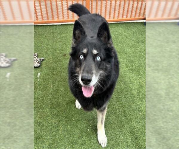Medium Photo #2 Gerberian Shepsky Puppy For Sale in Las Vegas, NV, USA