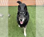 Small #1 Gerberian Shepsky