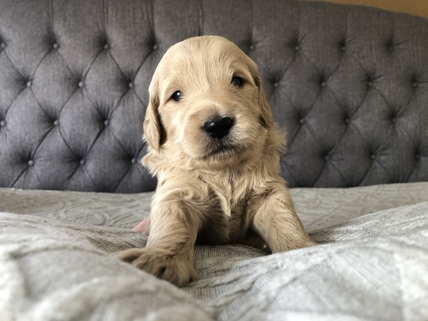 Medium Photo #2 Goldendoodle Puppy For Sale in FORT COLLINS, CO, USA