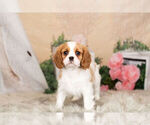 Small Photo #5 Cavalier King Charles Spaniel Puppy For Sale in WARSAW, IN, USA