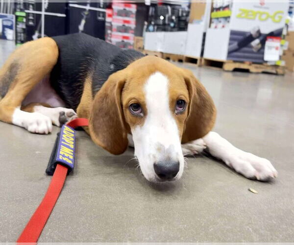 Medium Photo #8 Mutt Puppy For Sale in Roxboro, NC, USA