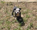 Small #1 Olde English Bulldogge