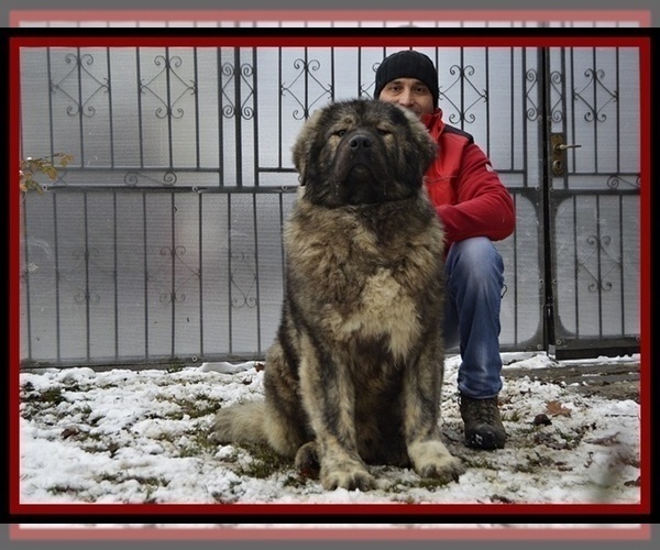 Medium Photo #3 Caucasian Shepherd Dog Puppy For Sale in Zarnesti, Brasov, Romainia
