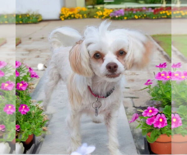 Medium Photo #5 Mutt Puppy For Sale in Plantation, FL, USA