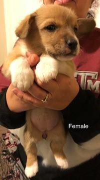 Medium Photo #1 Pembroke Welsh Corgi Puppy For Sale in CONVERSE, TX, USA