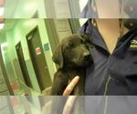 Small Labrador Retriever Mix