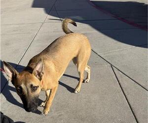 German Shepherd Dog-Unknown Mix Dogs for adoption in Houston, TX, USA