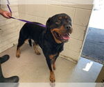 Small Rottweiler