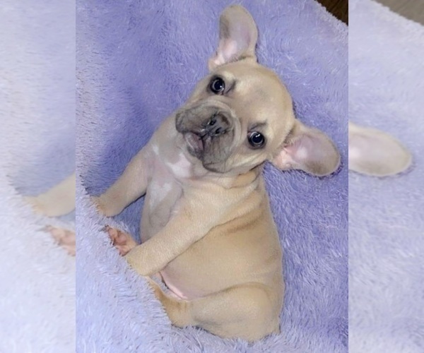 Medium Photo #4 French Bulldog Puppy For Sale in SANDY HOOK, KY, USA