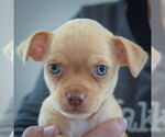 Small #6 Chihuahua