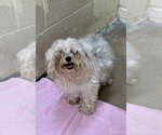 Small #3 Maltese Mix
