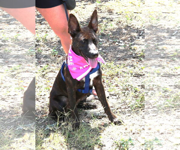 Medium Photo #2 Shollie Puppy For Sale in Bandera, TX, USA