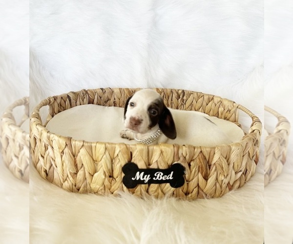 Medium Photo #4 Dachshund Puppy For Sale in DAVIS, CA, USA