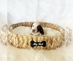 Small #3 Dachshund