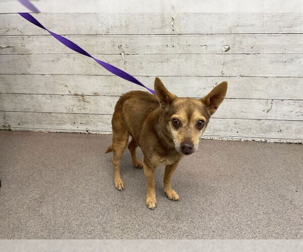 Medium Photo #1 Chihuahua Puppy For Sale in San Bernardino, CA, USA