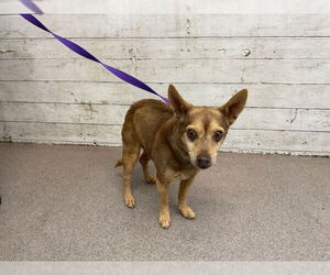 Chihuahua Dogs for adoption in San Bernardino, CA, USA