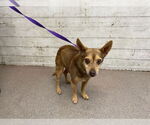 Small Chihuahua