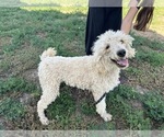 Small Photo #1 Poodle (Standard) Puppy For Sale in CALDWELL, ID, USA