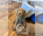Puppy Lime Green Labrador Retriever